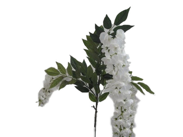 Glicine crema 1235