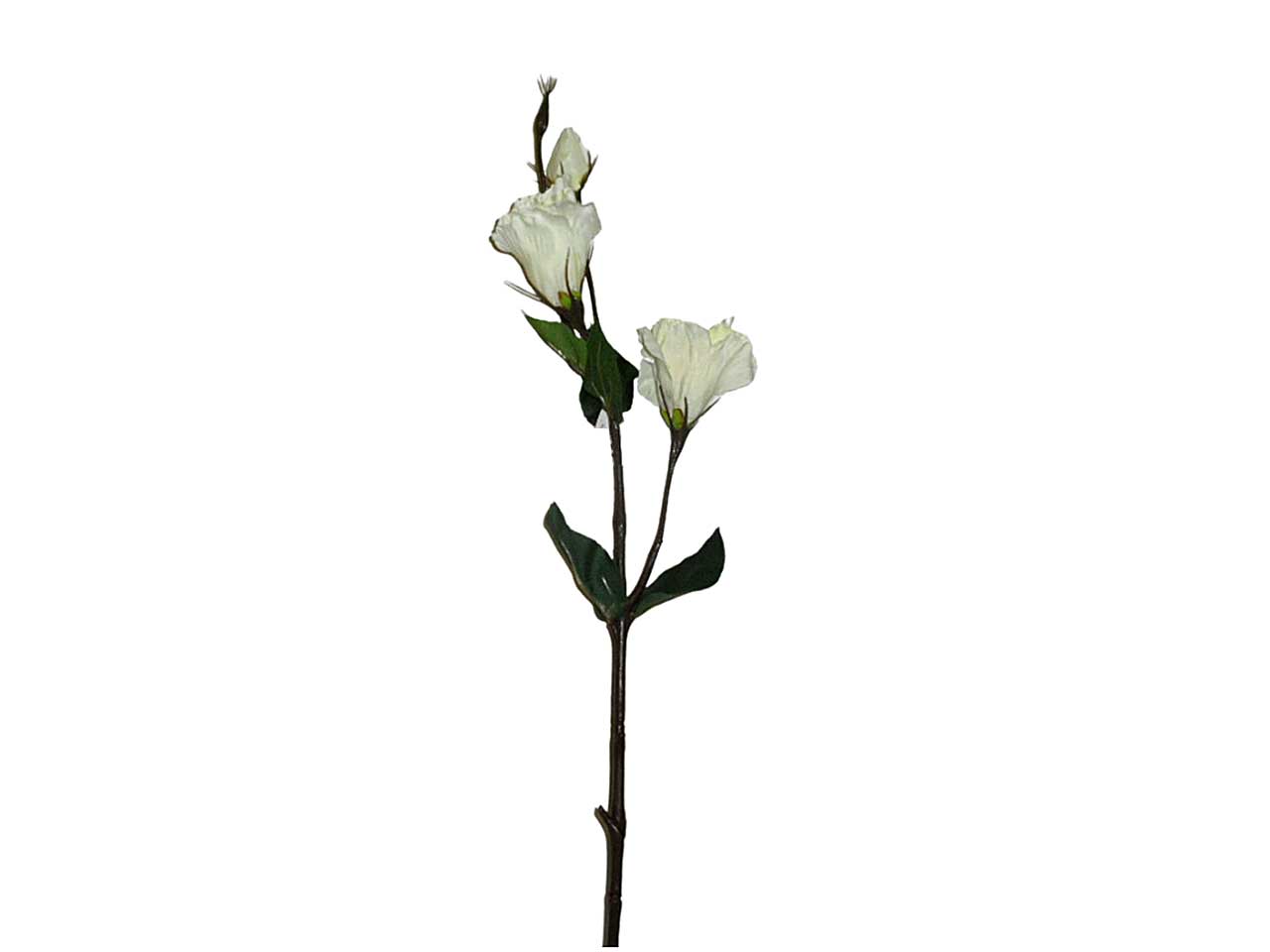 Lisianthus crema 5899