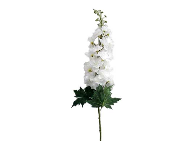 Delphinium crema 8032