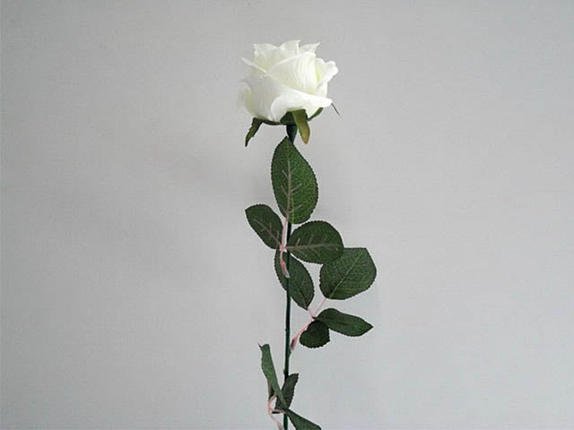 Rosa crema 8804
