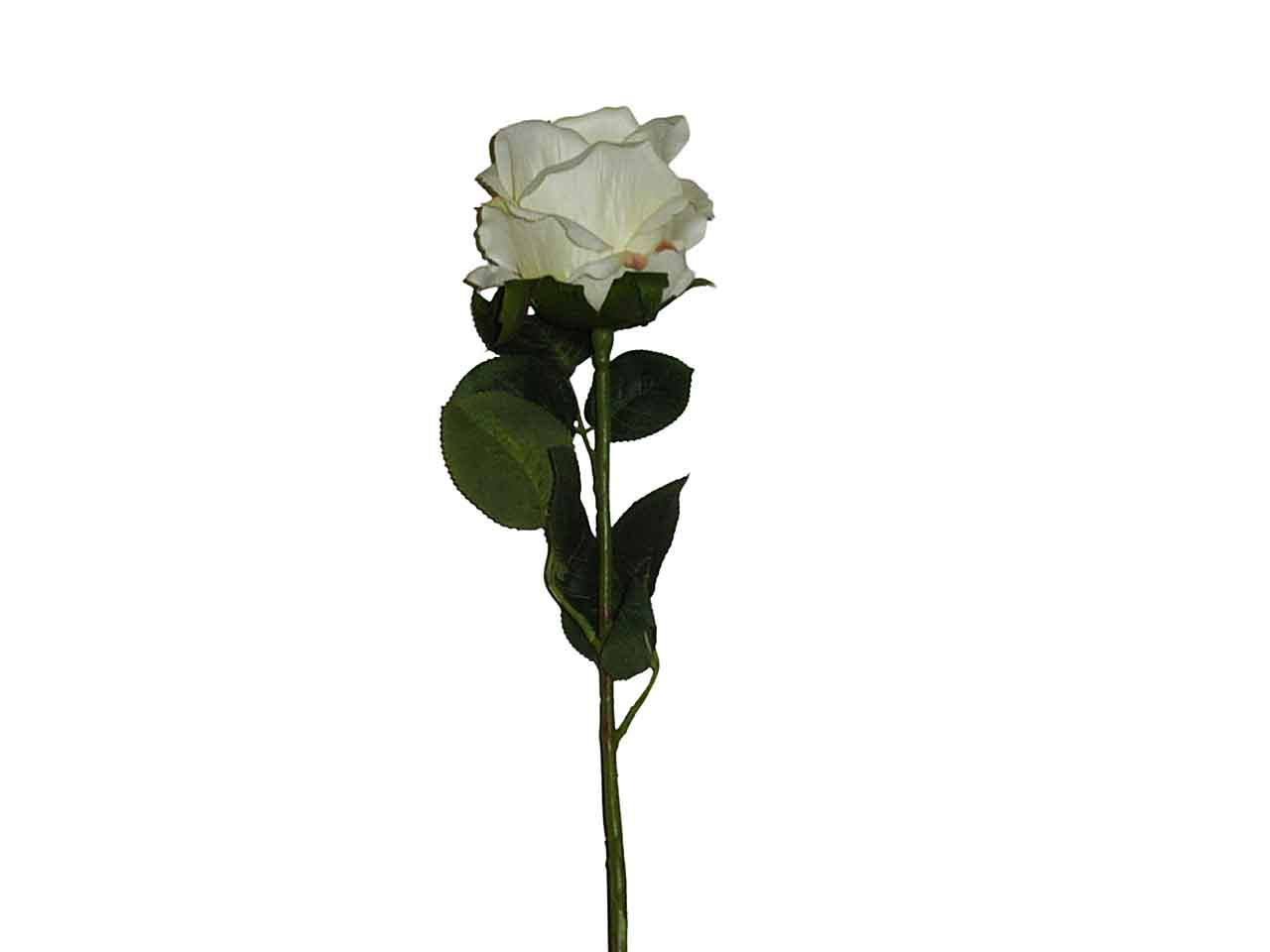 Rosa crema 9211