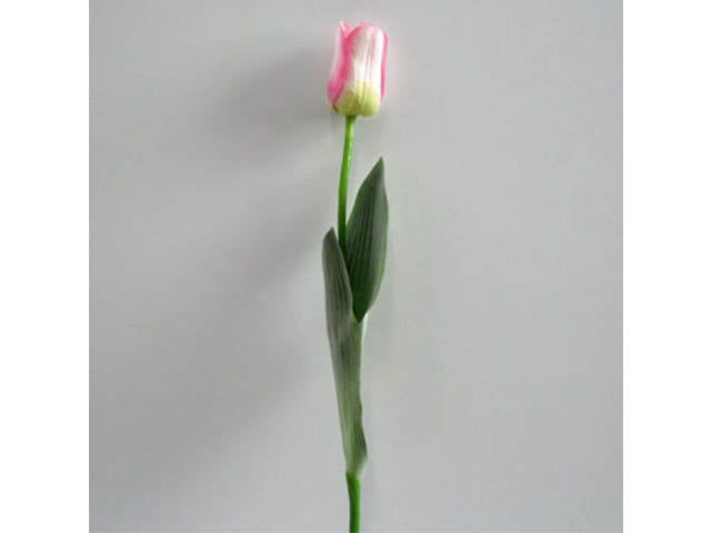 Tulipano rosa 0339