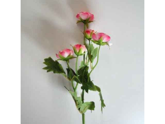 Ranuncolo rosa 0430