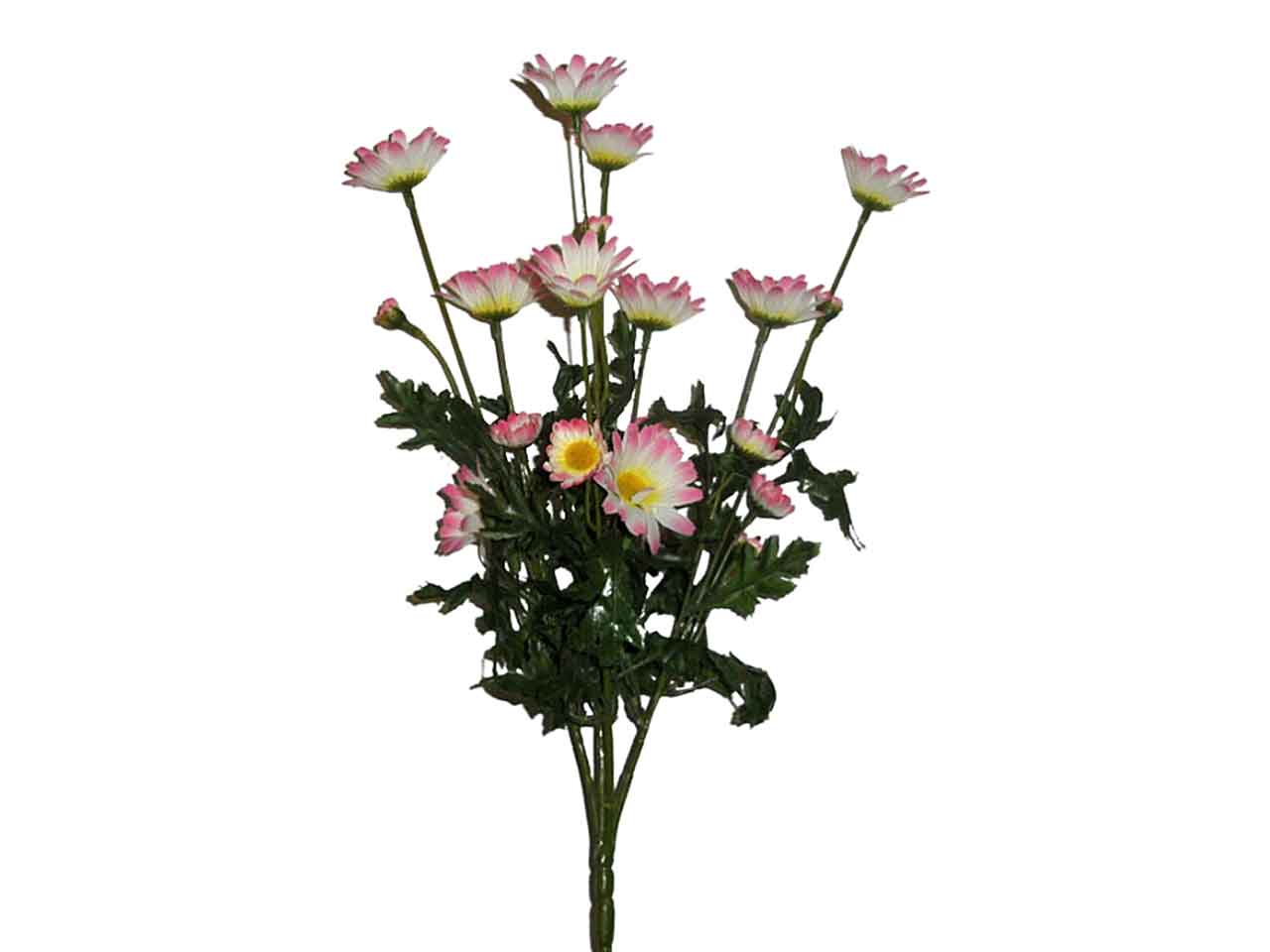 Margherita rosa 1182