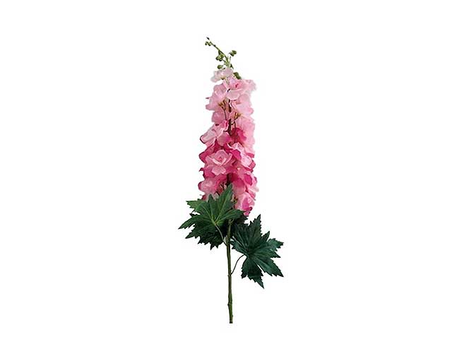 Delphinium pink 8032