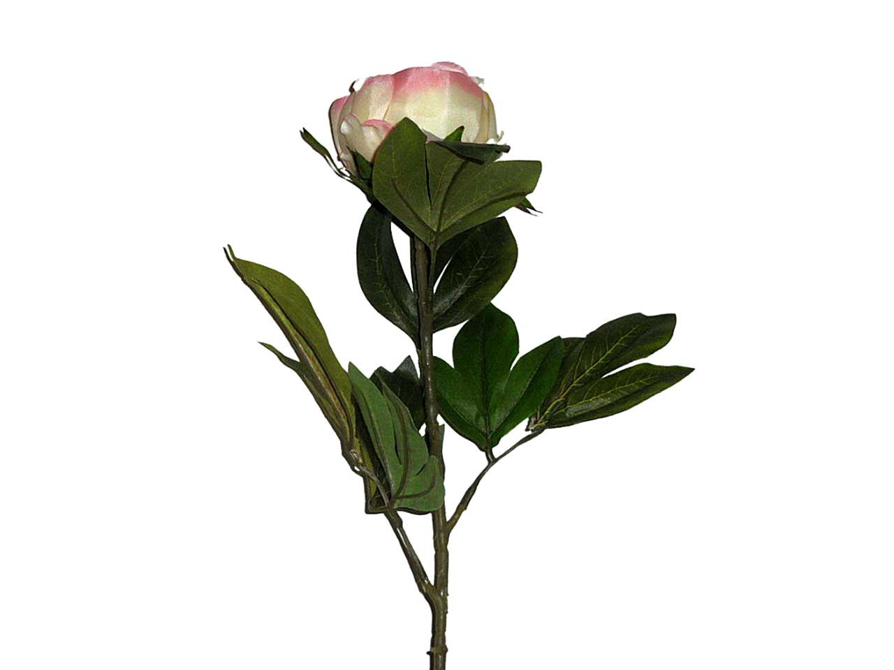 Peonia rosa 9210
