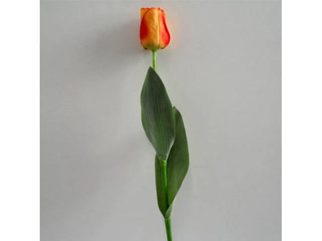Tulipano arancio 0339