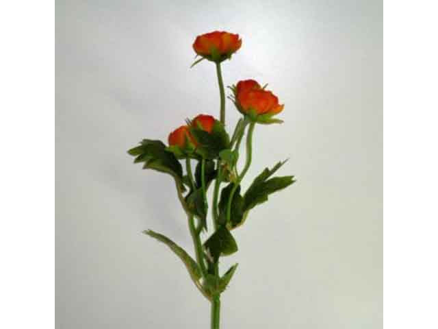Ranuncolo arancio 0430