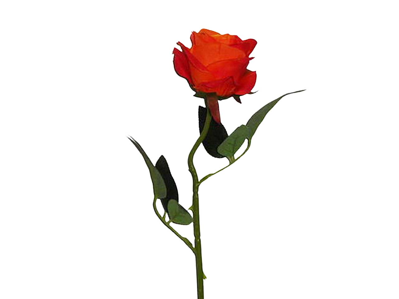 Rosa arancio 9213