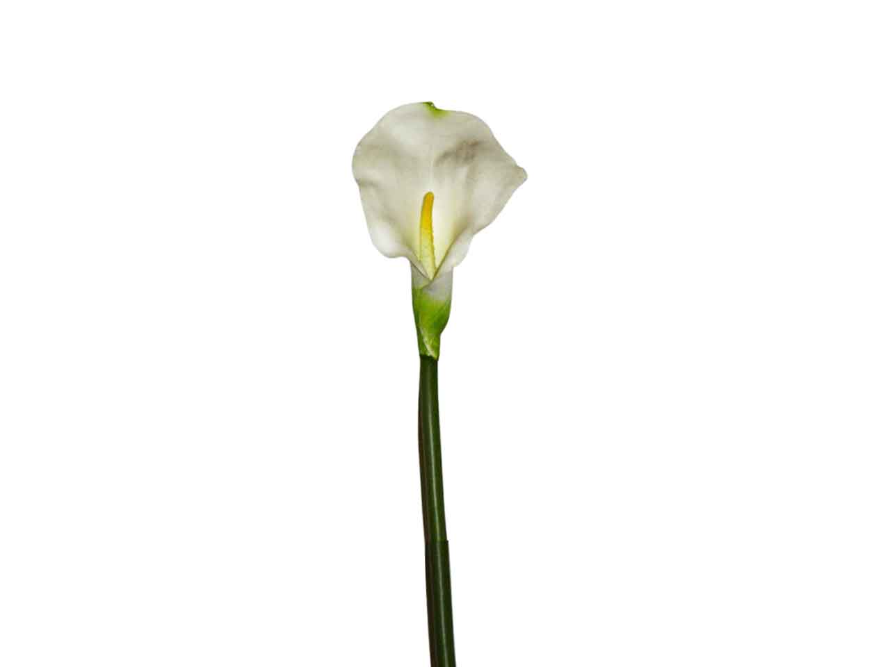 Calla bianca 1053