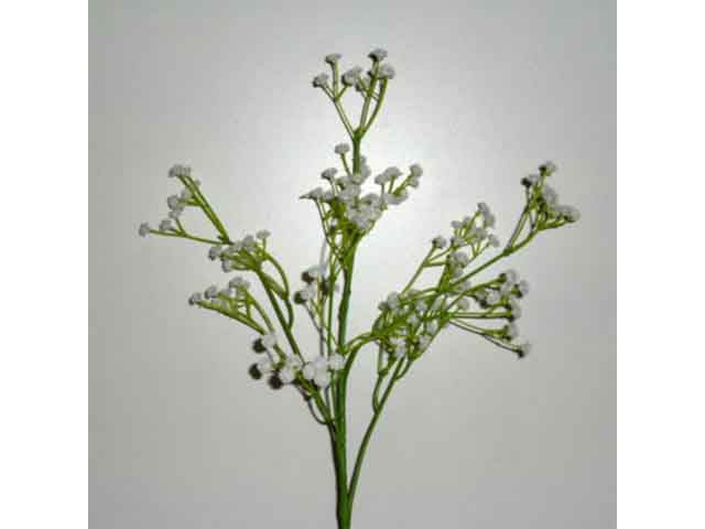 Nebbiolina bianca 7054