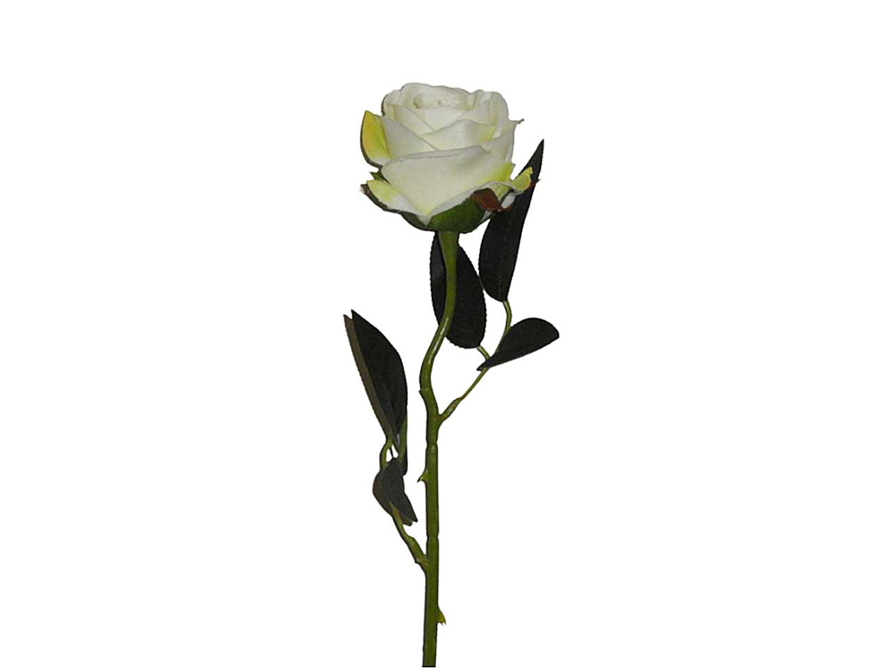 Rosa bianca 9213