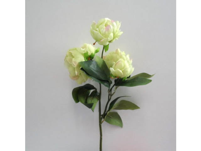Peonia verde 0455