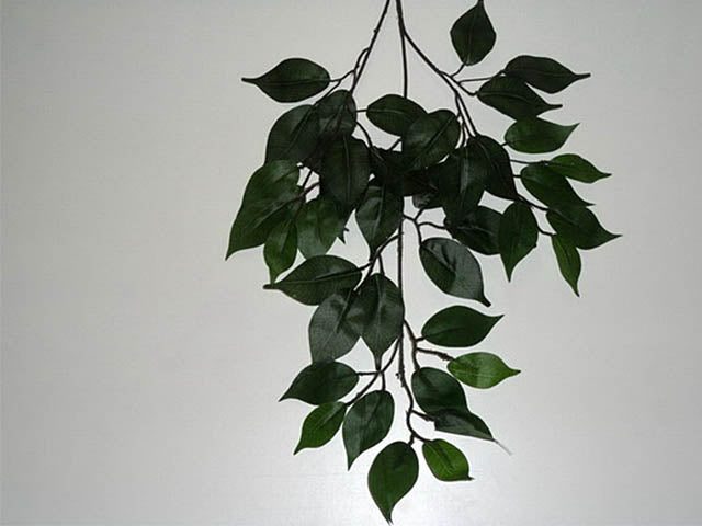 Ficus verde 1058