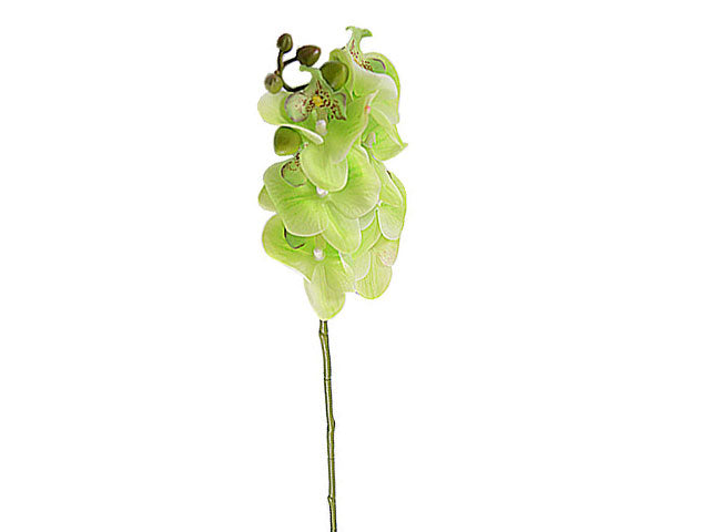 Orchidea verde 1150