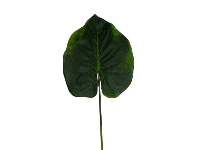 Pothos foglia 1185