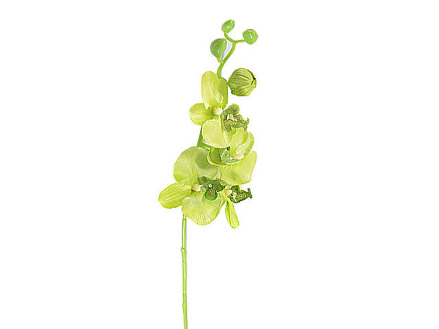 Orchidea verde 1212