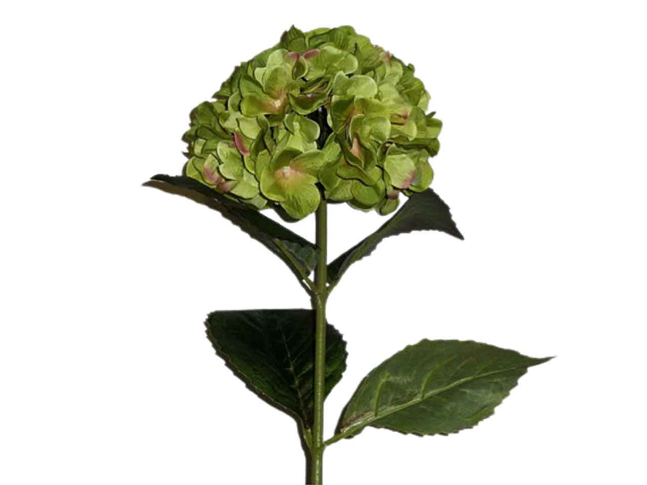 Ortensia verde 4940