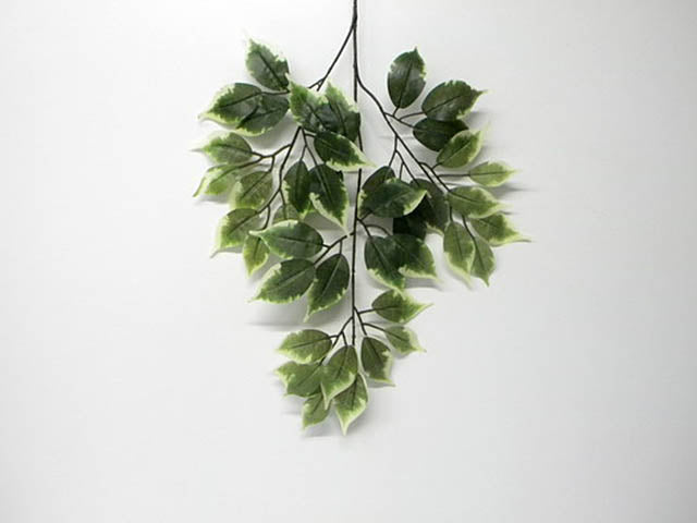 Ficus ass. 1058