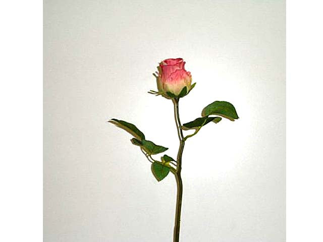 Rosa beauty 4614