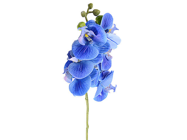 Orchidea blu 1150