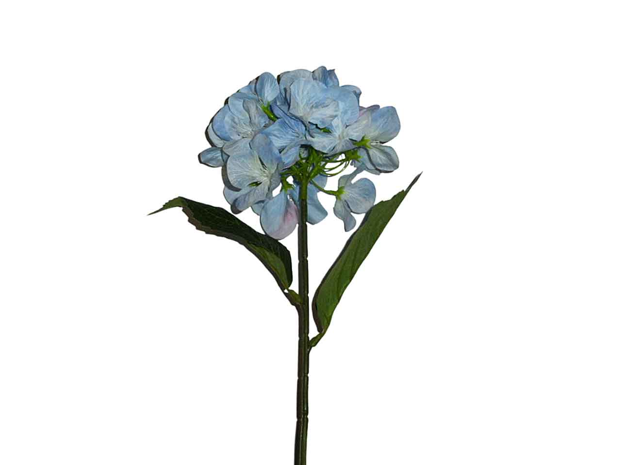 Ortensia blu 9200