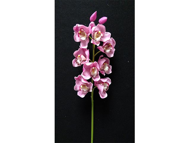 Orchidea mauve 1152