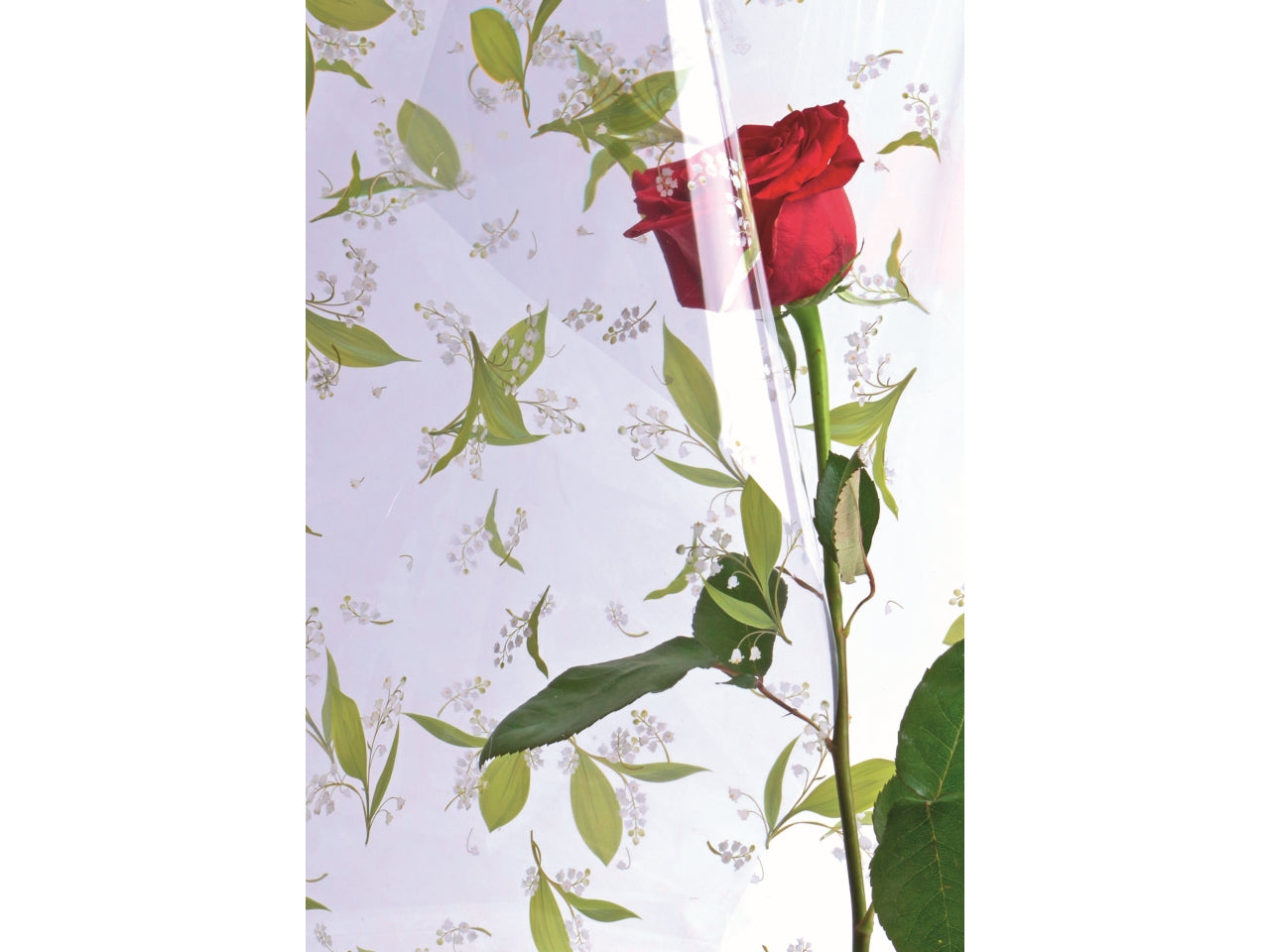 Fogli di Carta Regalo Trasparente con Decoro Mughetto 100x130cm in Polipropilene da Piennepi - Eleganza Floreale, Made in Italy