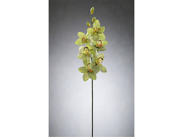 Stelo orchidea 8251x