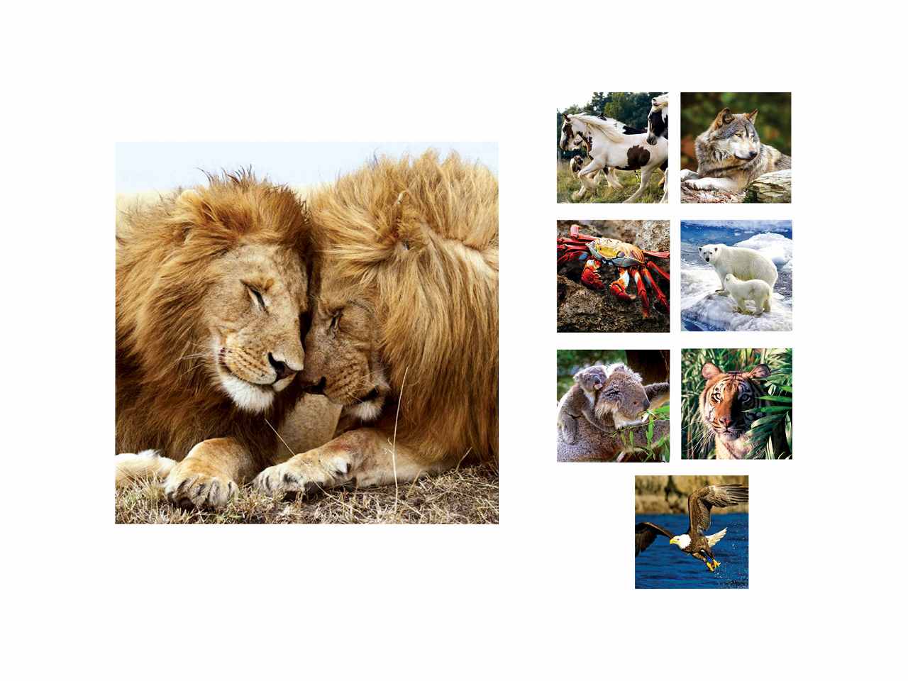 Mini puzzle animals 35 pezzi 48 pezzi 41535
