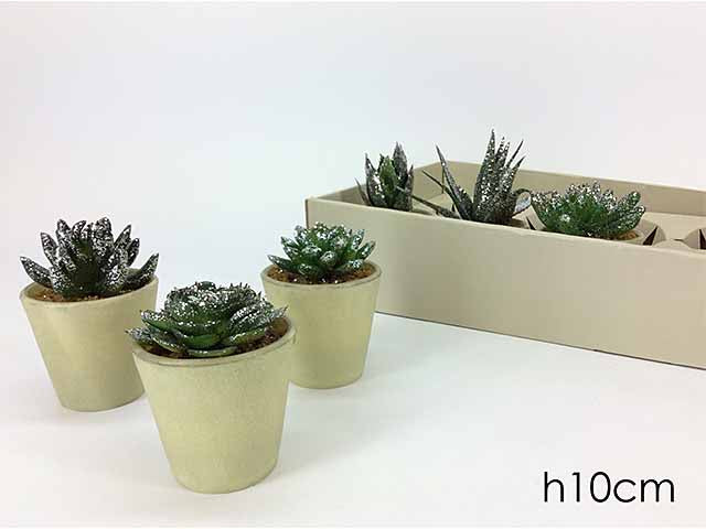 Piantina grassa 10cm 665166