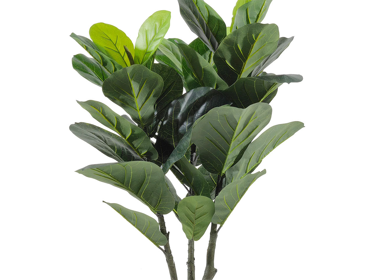 Pianta ficus h.90cm