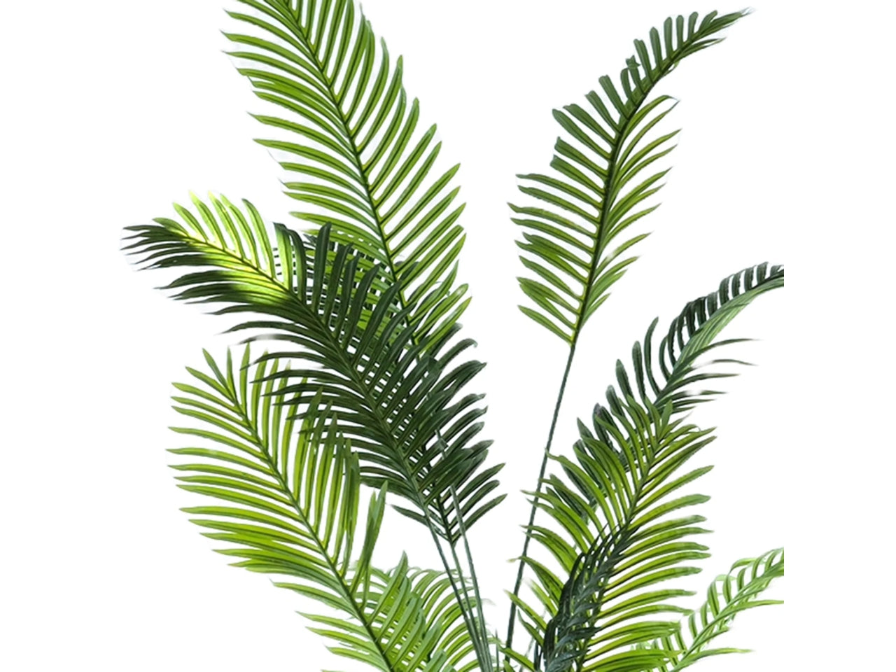 Pianta palma areca h.190cm