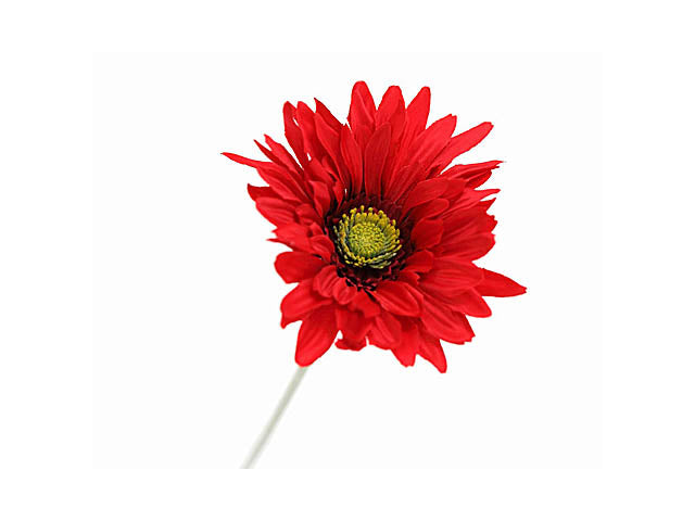 Gerbera rossa 15x57 1831910000