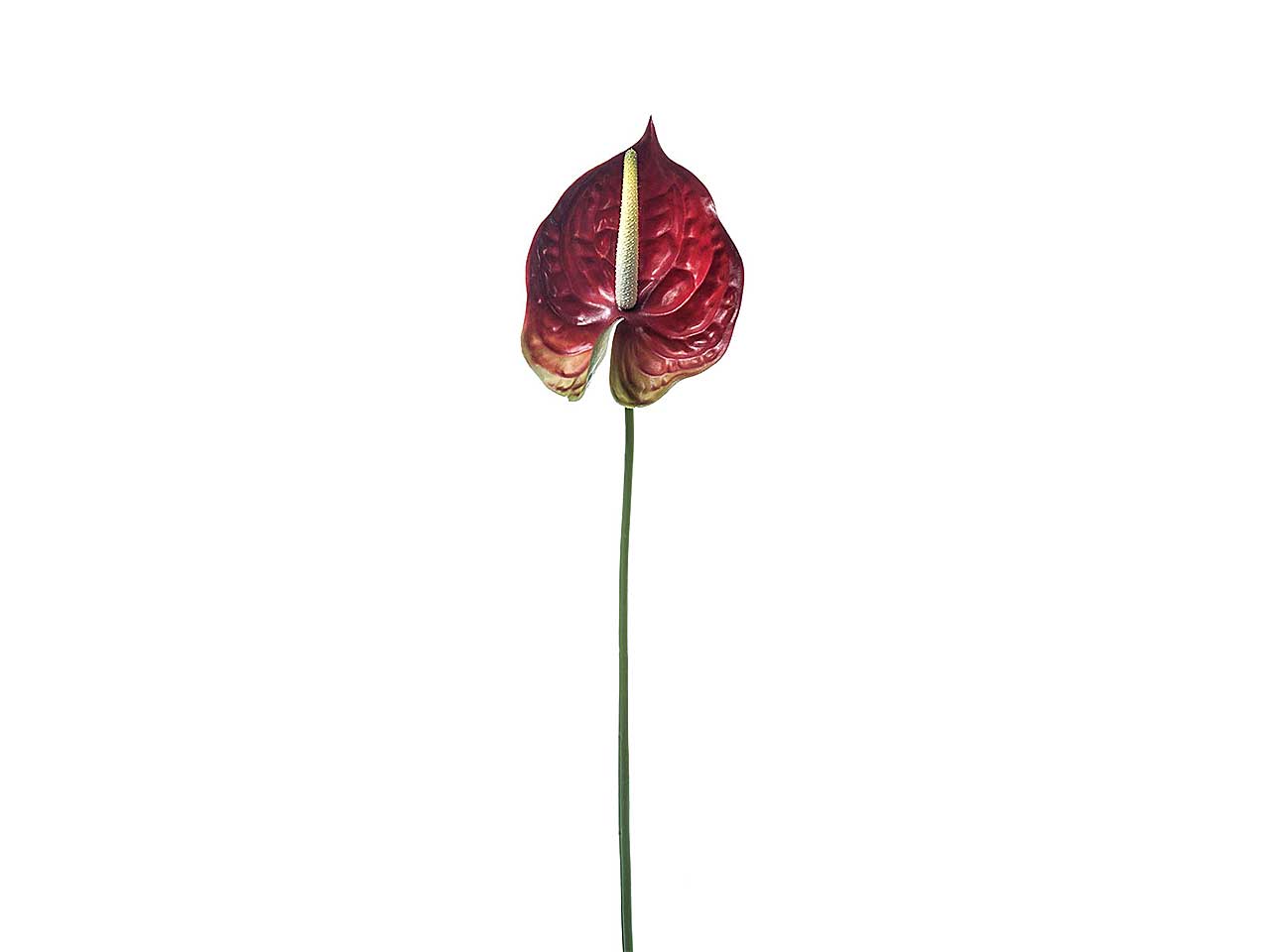 Anthurium verde a02258