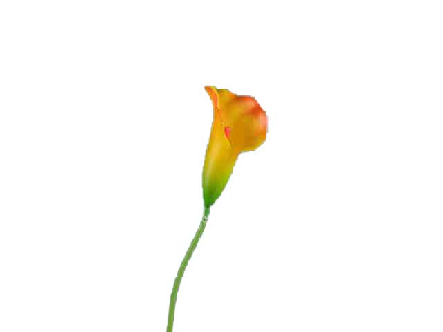 Calla piccola gialla a11100