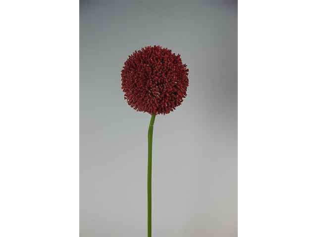 Allium rosso a12212