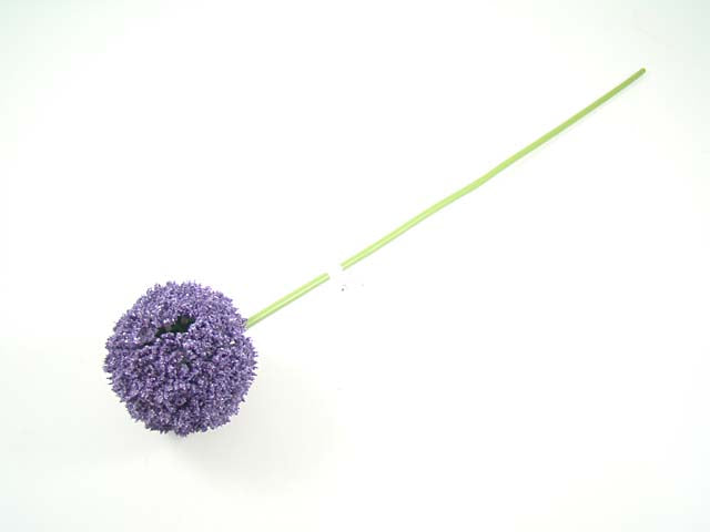 Allium bty a12212