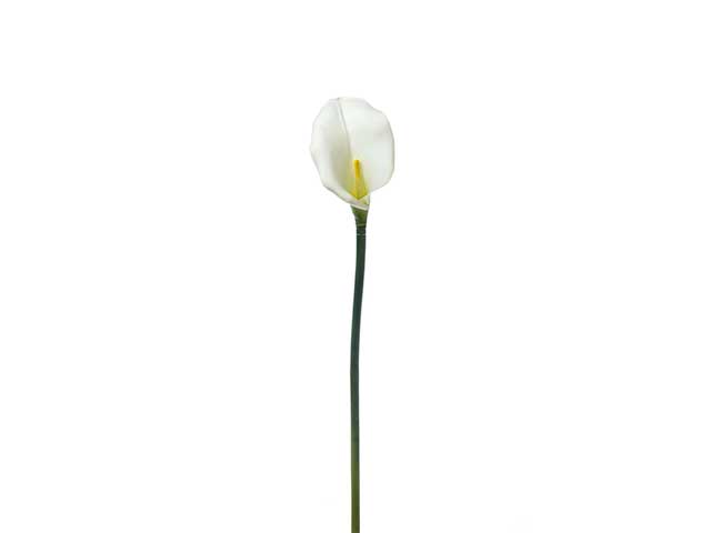 Calla bianca a17967