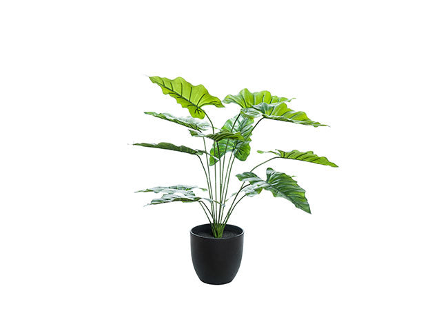 Piantina calla a20591