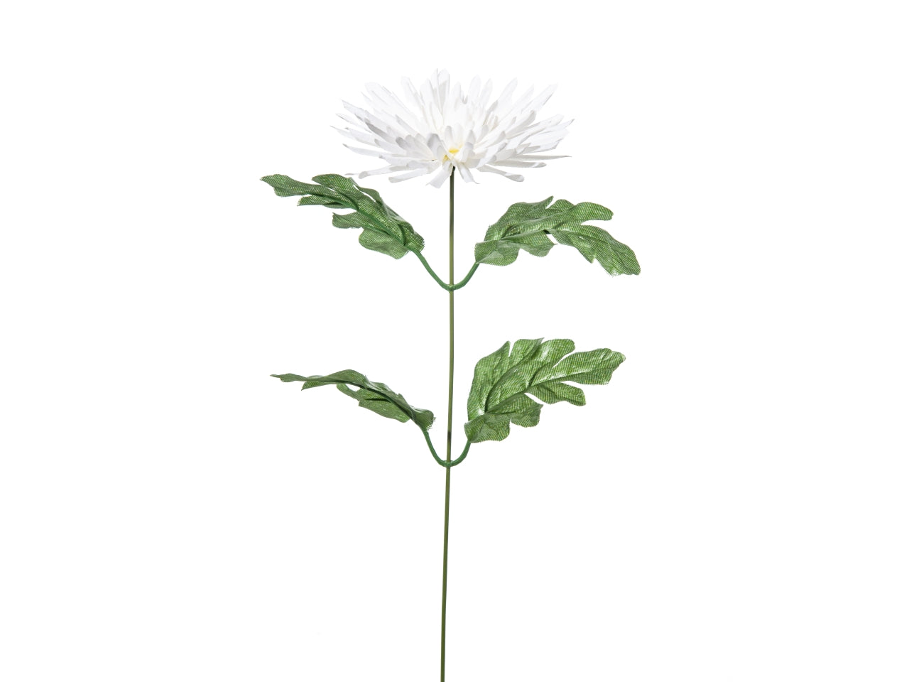 Crisantemo singolo colore bianco