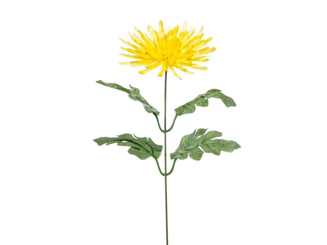 Crisantemo singolo colore giallo