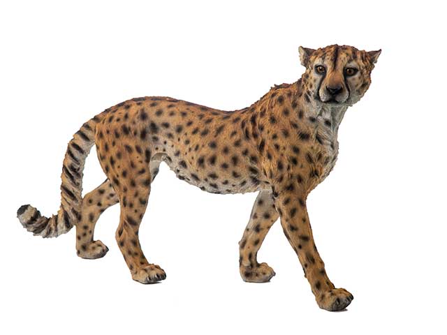 Leopardo 65x42cm a22353