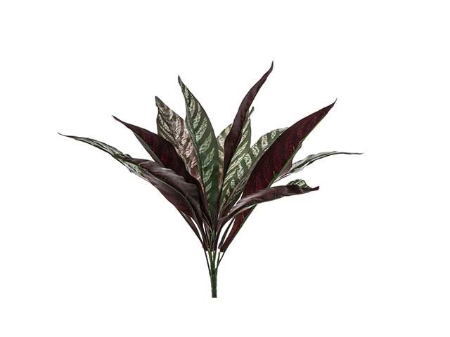 Calatea 45cm a22118