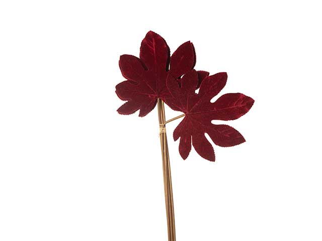 Aralia grande burgundy 6foglie n22804