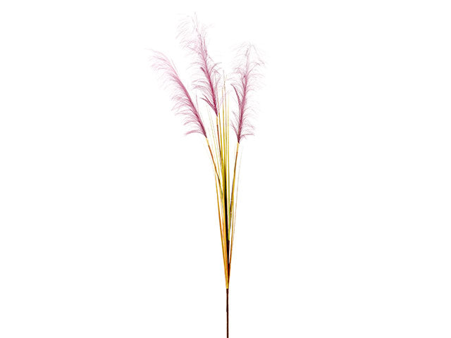 Pampas x3 viola a24223
