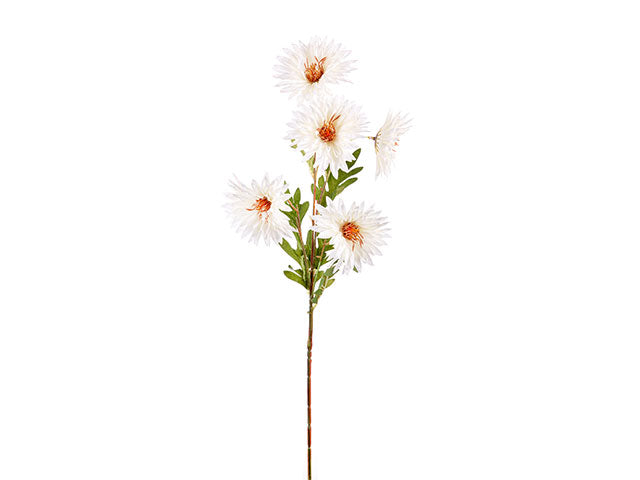 Gerbera x5 75cm champagne a24305