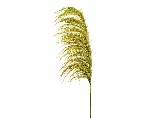 Pampa singola 120cm verde a23917