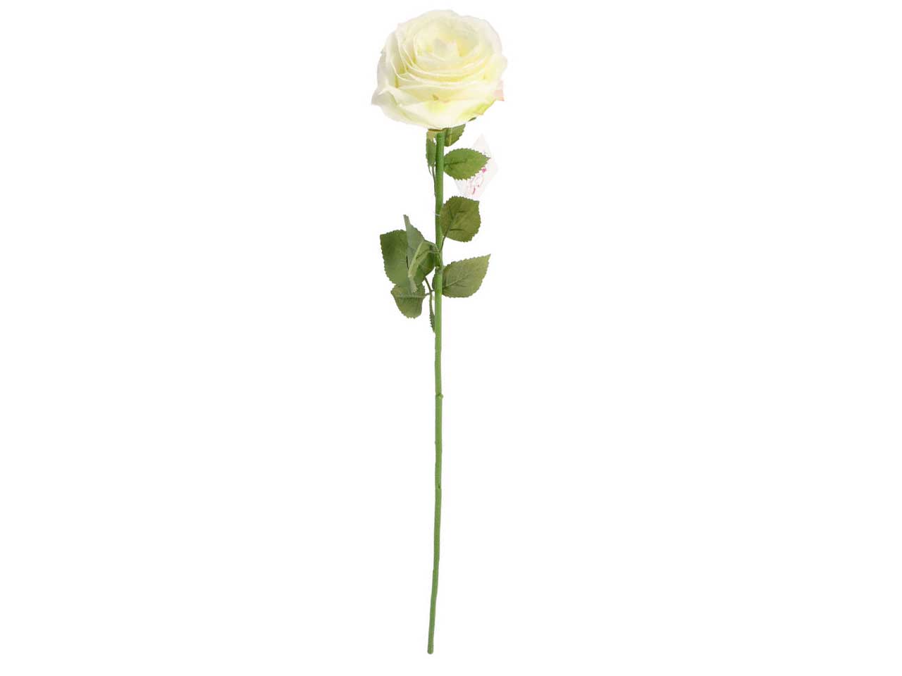 Rosa bea 68cm colore white