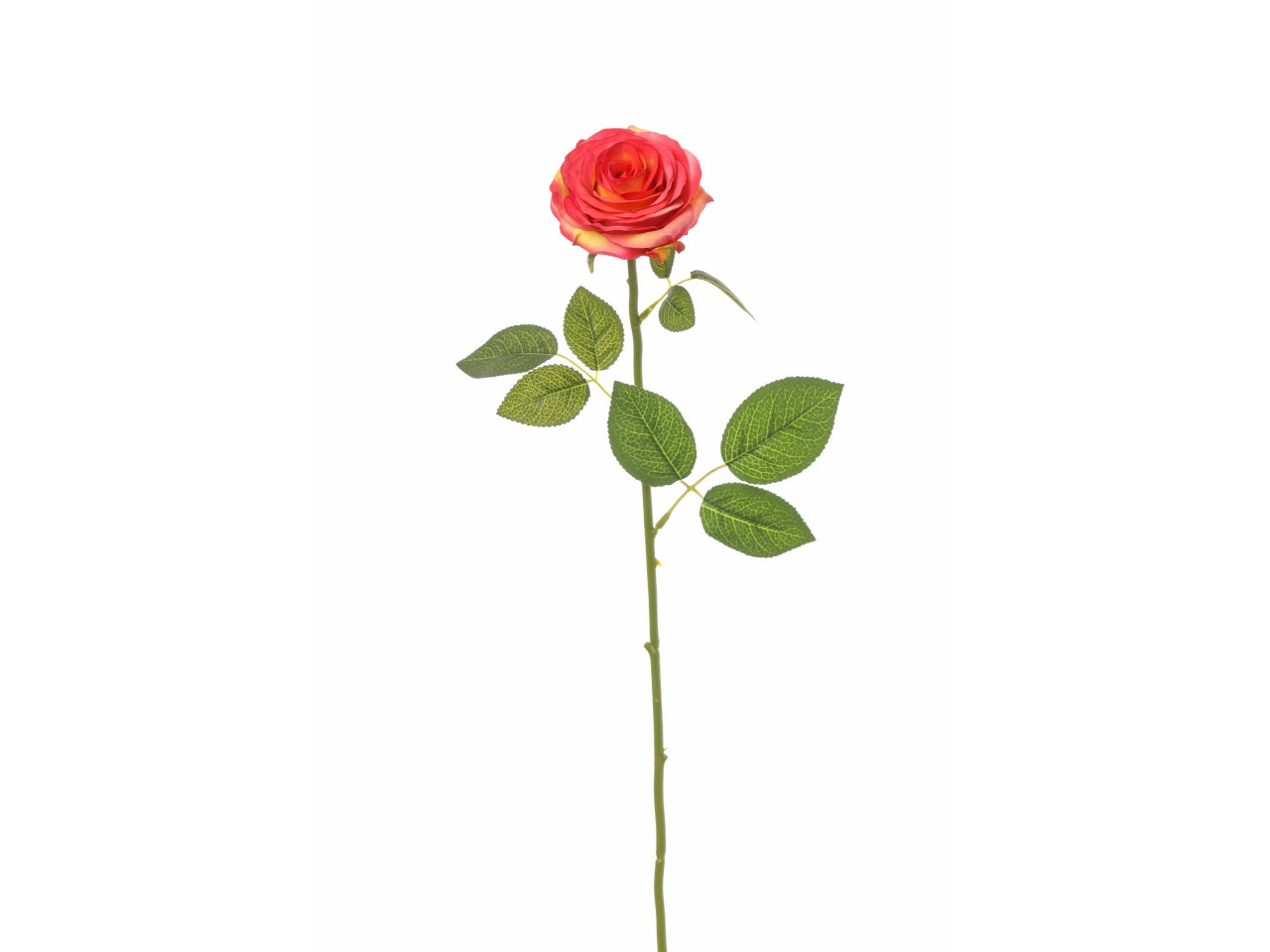 Rosa bea 68cm colore beauty